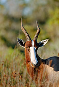 AFW 31 MH0030 01
Head Shot Of Bontebok Standing On Savanna In De Hoop National Reserve South Africa