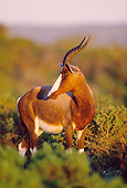 AFW 31 MH0031 01
Bontebok Standing On Savanna In De Hoop National Reserve South Africa