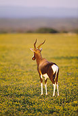 AFW 31 MH0032 01
Bontebok Standing On Savanna In De Hoop National Reserve South Africa At Dawn