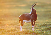 AFW 31 MH0033 01
Bontebok Standing On Savanna In De Hoop National Reserve South Africa At Dawn