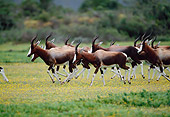 AFW 31 MH0034 01
Herd Of Bontebok Running On Savanna In De Hoop National Reserve South Africa