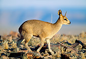 AFW 31 MH0035 01
Young Klipspringer Walking Through Savanna Namibia