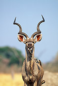 AFW 31 MH0036 01
Portrait Of Greater Kudu Standing In Savanna Botswana