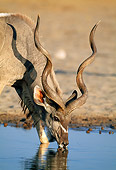 AFW 31 MH0037 01
Portrait Of Greater Kudu Drinking From Watering Hole Namibia