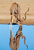 AFW 31 MH0038 01
Greater Kudu Drinking From Watering Hole Reflecting Blue Sky Namibia