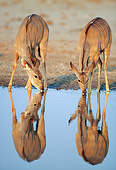 AFW 31 MH0039 01
Two Greater Kudu Females Drinking From Watering Hole Namibia