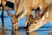 AFW 31 MH0040 01
Close-Up Of Two Greater Kudu Females Drinking From Watering Hole Namibia