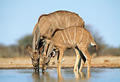 AFW 31 MH0041 01
Greater Kudu Mother And Young Drinking From Watering Hole Namibia