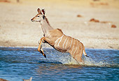 AFW 31 MH0042 01
Young Greater Kudu Running Through Watering Hole Namibia