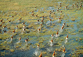 AFW 31 MH0043 01
Herd Of Red Lechwe Running Through Wetlands Botswana
