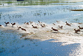 AFW 31 MH0044 01
Herd Of Red Lechwe Running Through Wetlands Botswana