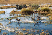 AFW 31 MH0045 01
Herd Of Red Lechwe Running Through Wetlands Botswana