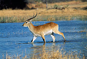 AFW 31 MH0046 01
Red Lechwe Walking Through Wetlands Botswana