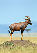 AFW 31 MH0047 01
Territorial Male Topi Standing On Dirt Mound Sub-Saharan Africa