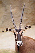 AFW 31 RK0009 01
Head Shot Of Antelope