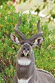 AFW 31 WF0001 01
Portrait Of Mountain Nyala Buck In Grassland