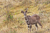 AFW 31 WF0002 01
Mountain Nyala Buck Standing In Grassland