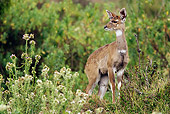 AFW 31 WF0003 01
Mountain Nyala Female Standing In Grassland