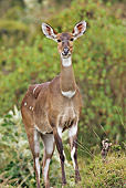 AFW 31 WF0004 01
Mountain Nyala Female Standing In Grassland