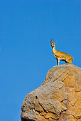 AFW 31 WF0005 01
Klipspringer Male Standing On Territorial Boulder