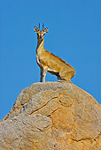 AFW 31 WF0006 01
Klipspringer Male Standing On Territorial Boulder