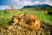 AFW 31 DB0001 01
Pronghorn Antelope Fawn Day Old Exhibiting Still Behavior To Avoid Danger