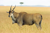 AFW 31 NE0001 01
Common Eland Standing On Savanna Kenya