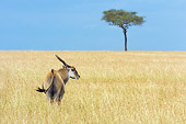 AFW 31 NE0002 01
Common Eland Standing On Savanna Kenya