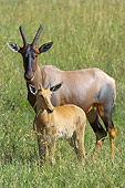 AFW 31 NE0003 01
Topi Mother And Calf Standing On Savanna Kenya