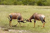 AFW 31 NE0004 01
Two Topi Standing On Savanna Butting Heads Kenya