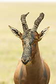 AFW 31 NE0005 01
Head Shot Of Topi Standing On Savanna Kenya