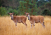 AFW 31 RK0004 02
Two Of The Largest Antelopes Cape Eland (Taurotragus orxy) Standing On Dry Grass