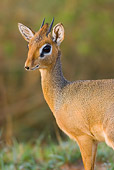 AFW 31 RW0001 01
Shoulder Shot Of Kirk's Dik-dik Standing On Savanna Kenya