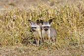 AFW 35 MC0001 01
Bat-Eared Fox Cubs Sitting In Grassland Near Den Kenya