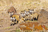 AFW 35 MC0002 01
Bat-Eared Fox Cubs Sitting In Grassland Kenya