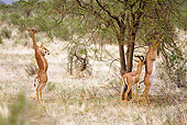 AFW 35 MC0006 01
Gerenuks Browsing Acacia Tree Samburu Game Reserve, Kenya
