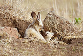AFW 35 MC0007 01
Bat-Eared Fox Sitting In Den With Cubs Masai Mara, Kenya