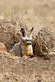 AFW 35 MC0008 01
Bat-Eared Fox Sitting In Den With Cubs Masai Mara, Kenya