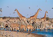 AFW 35 MH0001 01
Giraffes, Antelope, Zebras And Pigeons Drinking At Watering Hole In Savanna Africa