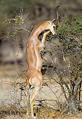 AFW 35 MH0003 01
Gerenuk Standing On Hind Legs To Reach Leaves In Tree