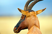 AFW 35 JZ0002 01
Head Shot Of Topi Standing On Savanna Kenya