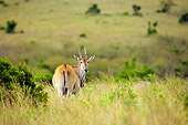 AFW 35 JZ0004 01
Common Eland Standing On Plains Looking Back Kenya