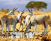AFW 35 JZ0005 01
Common Elands Drinking At Watering Hole Kenya