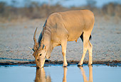 AFW 36 MH0001 01
Common Eland Drinking At Waterhole In Savanna At Dusk