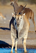 AFW 36 MH0002 01
Common Eland Drinking At Waterhole In Savanna