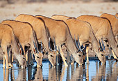 AFW 36 MH0003 01
Common Elands Drinking At Waterhole In Savanna