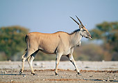 AFW 36 MH0004 01
Common Eland Walking In Savanna Profile
