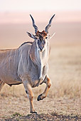 AFW 36 MH0005 01
Portrait Of East African Eland Standing In Savanna Kenya