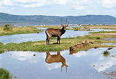 AFW 37 GL0001 01
Waterbuck Standing On Grass Near Watering Hole