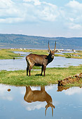 AFW 37 GL0002 01
Waterbuck Standing On Grass Near Watering Hole
